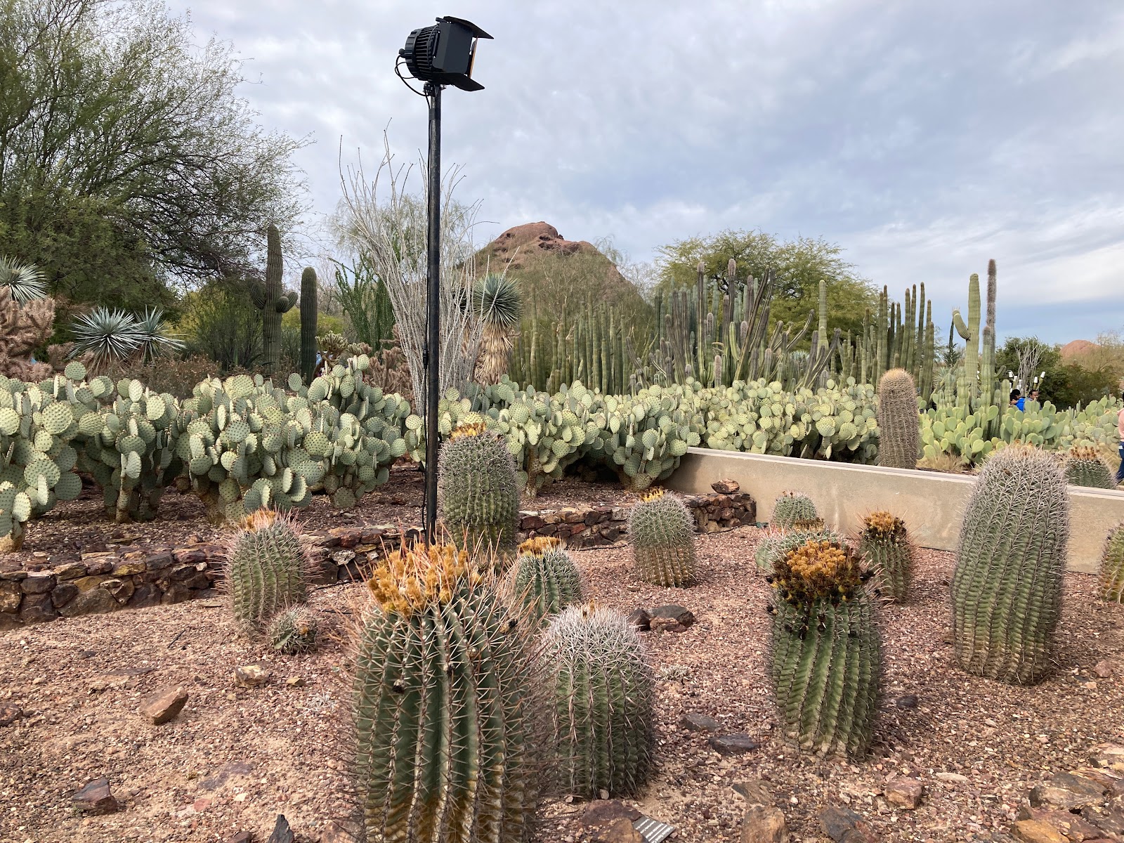 Phoenix, AZ